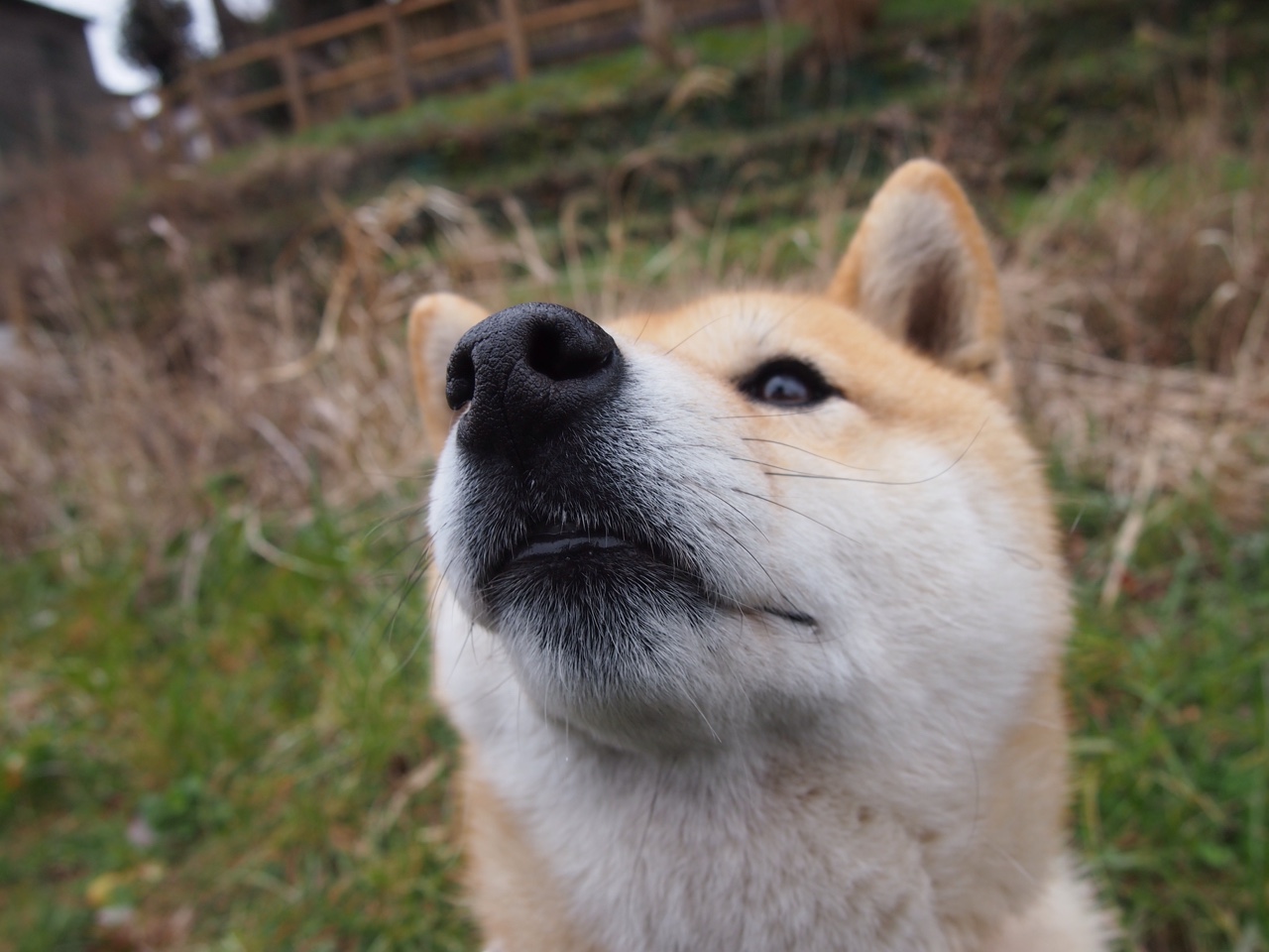 喀麦隆绿茵风暴与F1红魔的交汇点，当接管成为新规则