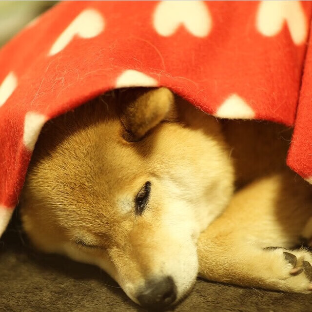 开云平台-欧洲足坛震撼双响，勒沃库森横扫克罗地亚劲旅，克瓦拉茨赫利亚西决生死战接管比赛