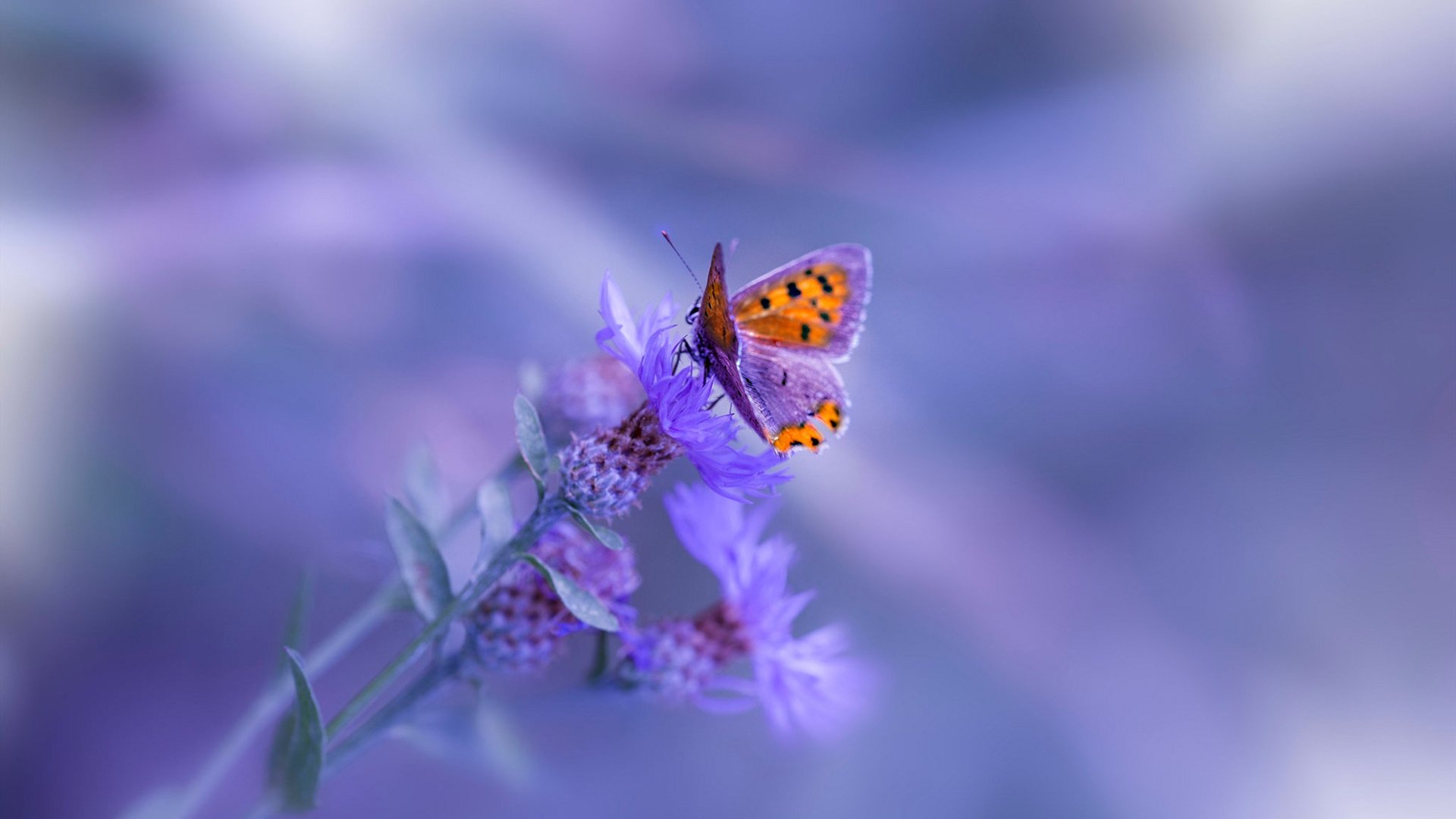 当篮球成为教科书,在奇才巅峰对决的硝烟中,伦纳德雕刻了一场属于全时代的胜利