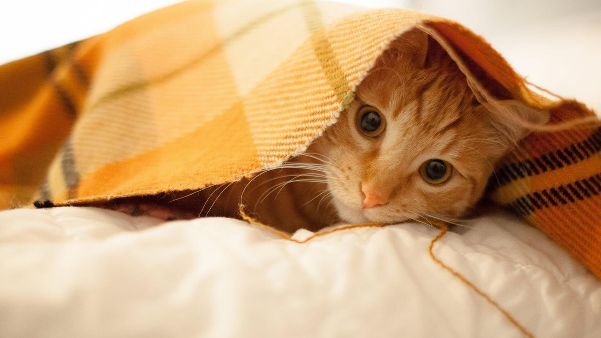 神锋的火焰,铁骑的洪流—足球世界的两极胜利法则