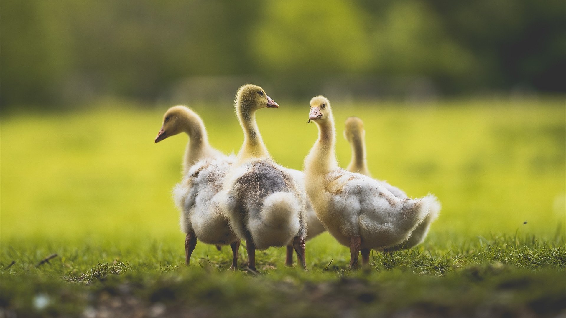 隐形引擎,武切维奇如何以攻防转换核心重塑公牛对阵湖人的赛场逻辑