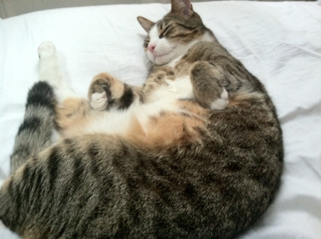 跨界收割者,从雷恩的绿茵铁蹄到梅西的致命优雅