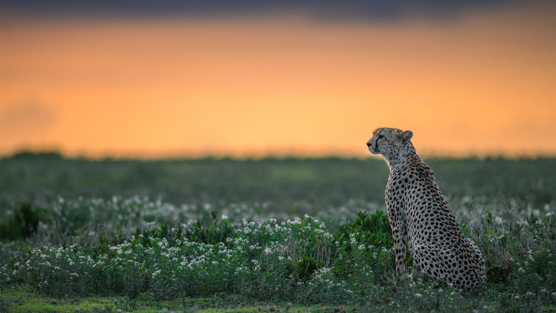 从关键先生到关键先生,霍勒迪的蜕变之旅如何让老鹰展翅击溃奇才