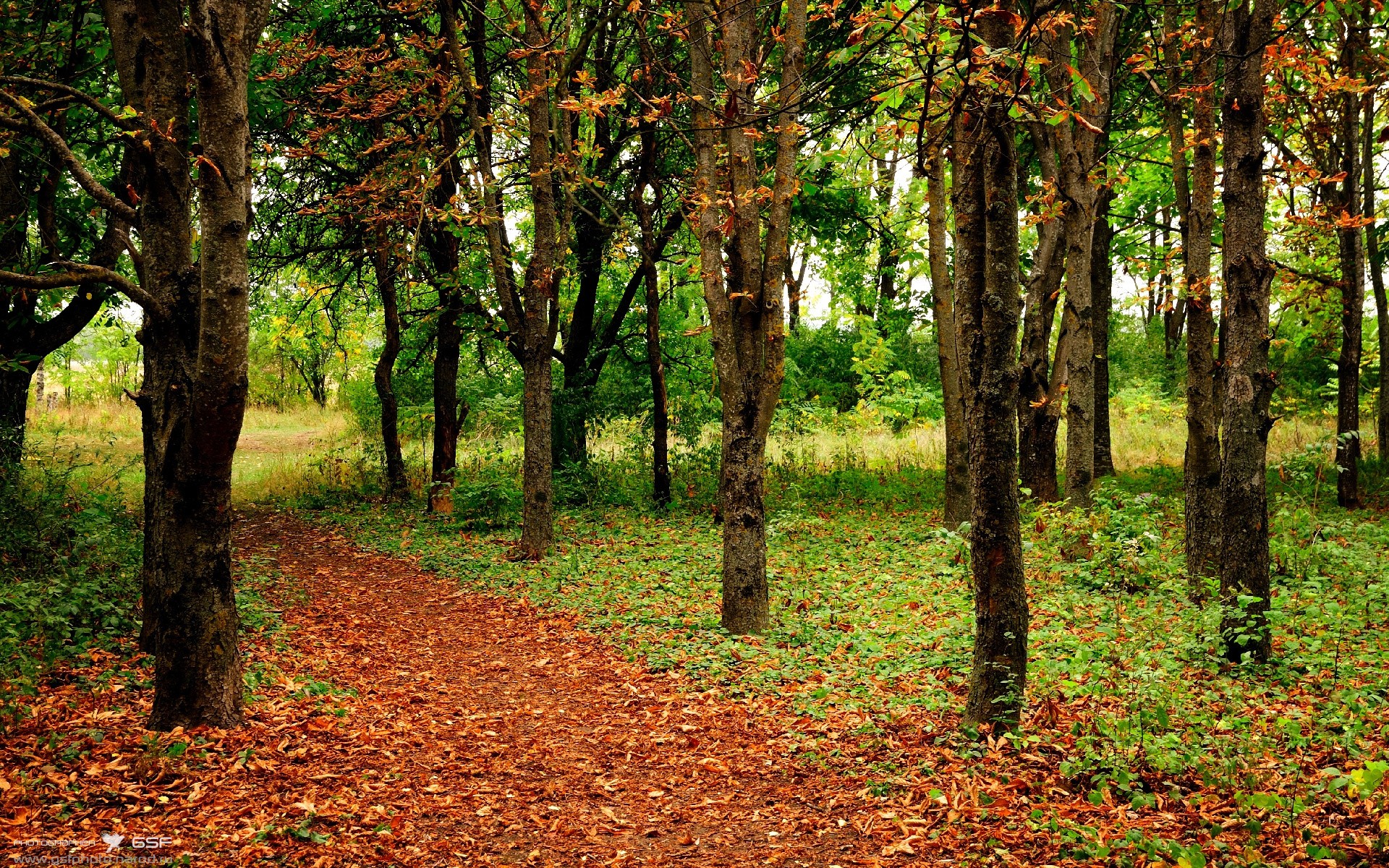 世界杯变美洲杯?骑士闪电战击溃北美雷霆!