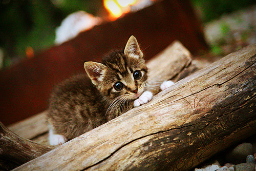 绿鹰的钢翼与饥饿的尖牙，当尼日利亚的铁血防线遇见苏亚雷斯的证明之战