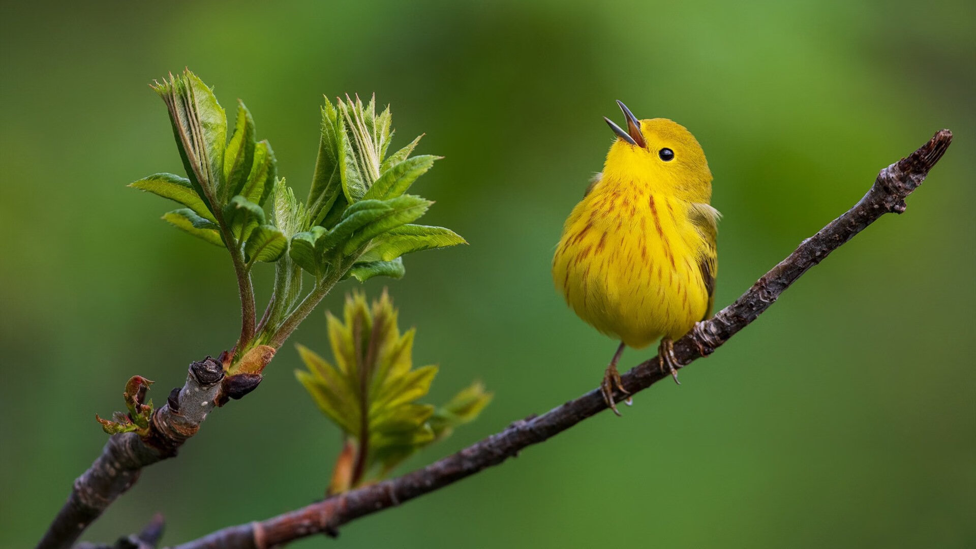 铁腰觉醒！若日尼奥加时制导，曼城险胜突尼斯创历史
