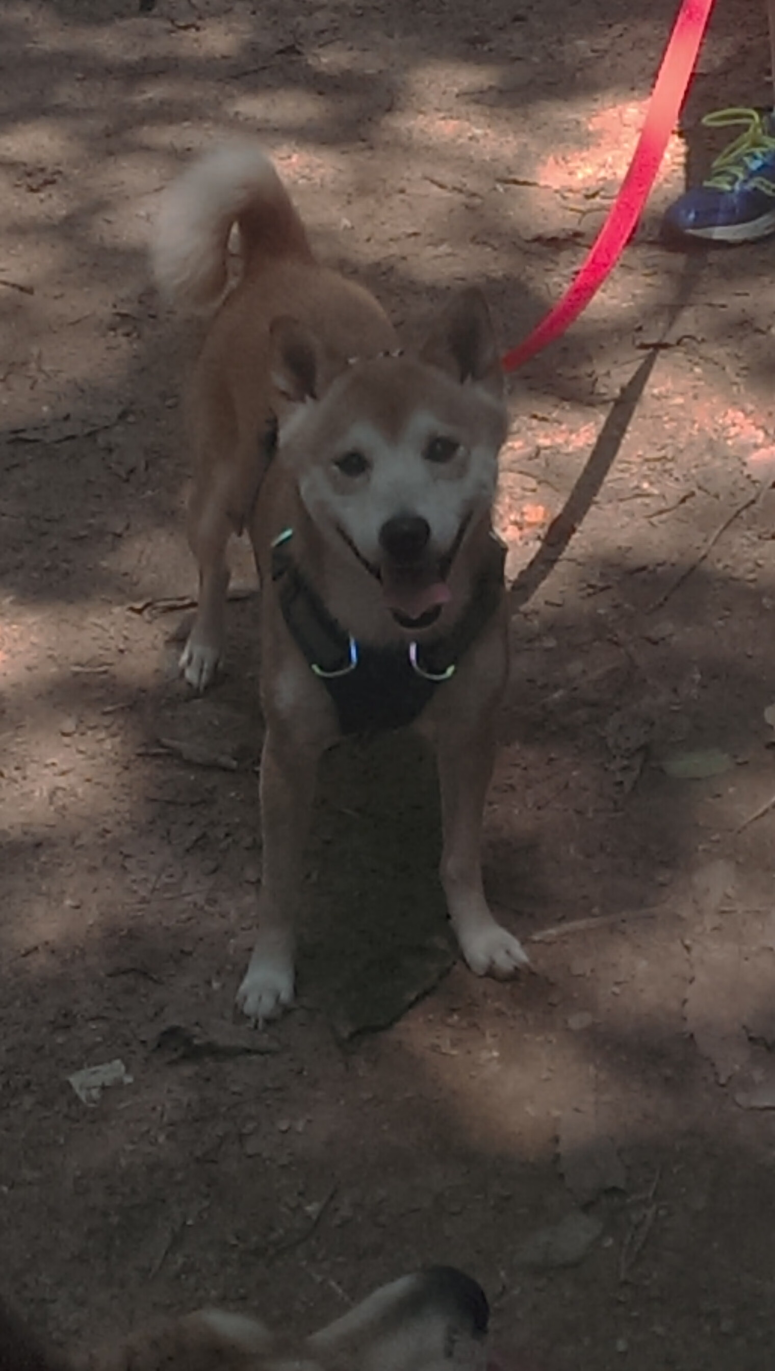 开云体育在线-另一种封锁，当范戴克在伯纳乌筑起博斯普鲁斯海峡般的防线