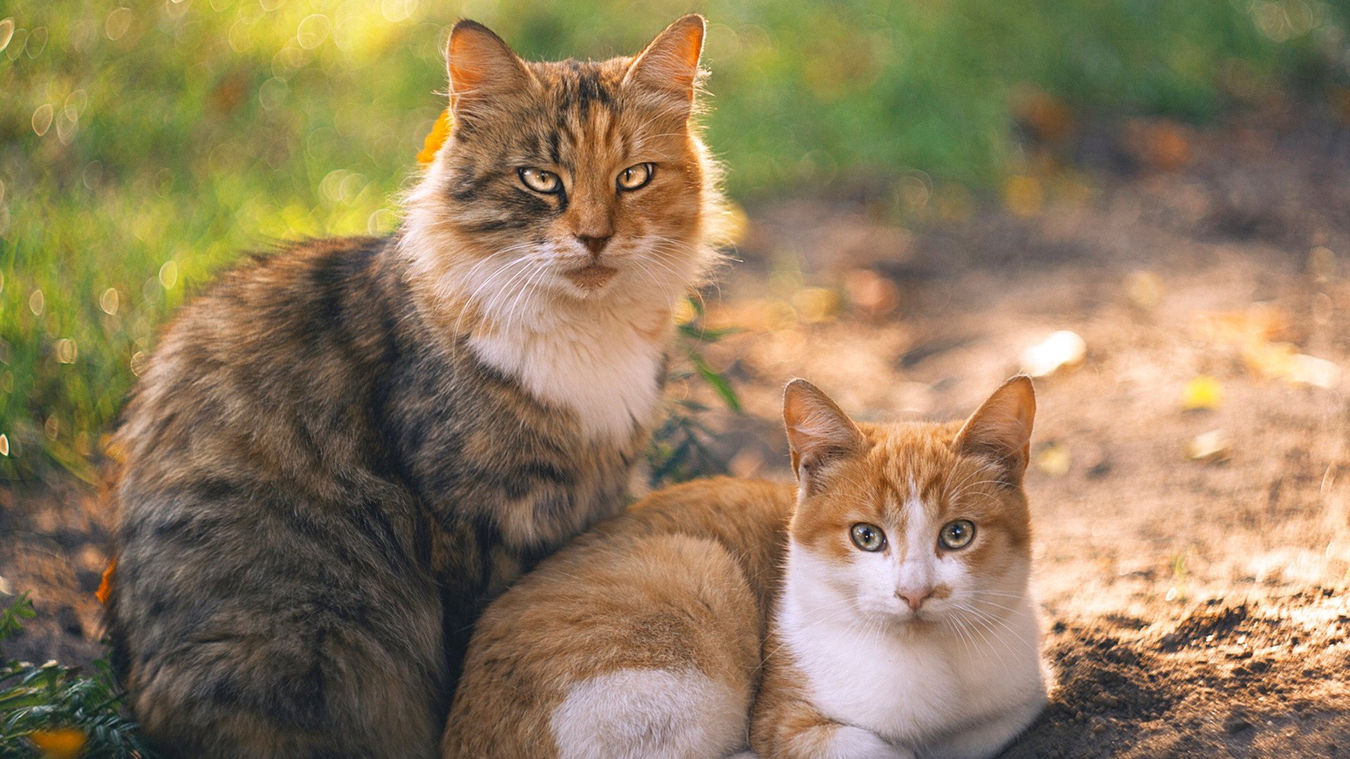 西决生死战之夜，霍勒迪，破壁者