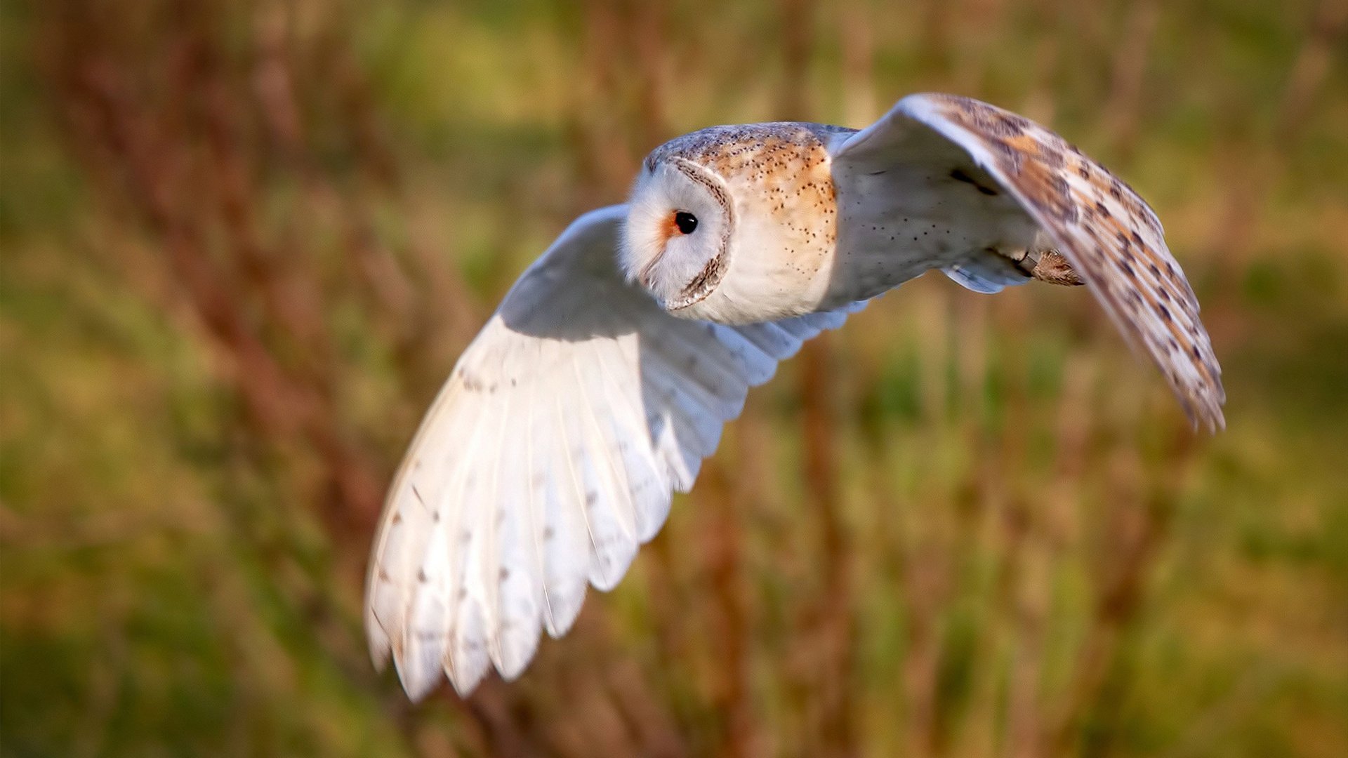 南方的风，双城的火，当德罗赞的中投凿穿黑夜，广东的淬火之路正逢黎明
