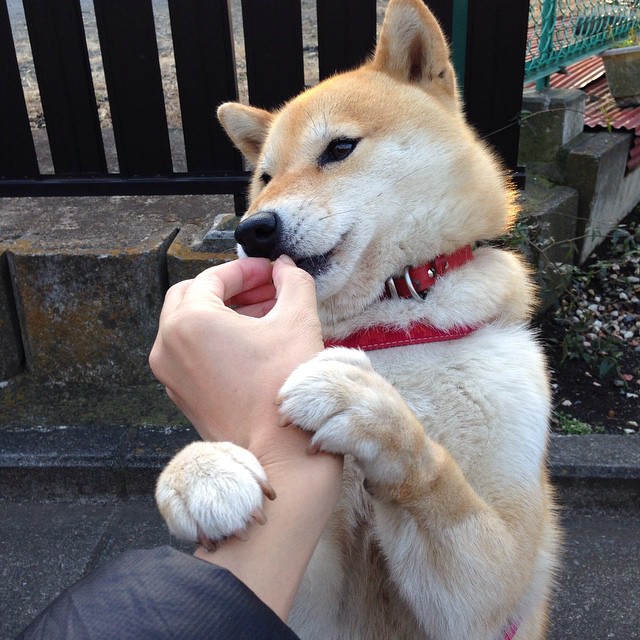 开云平台-虚拟巨星降临总决赛,文班亚马战术镜像助辽宁队争冠战胜出浙江队